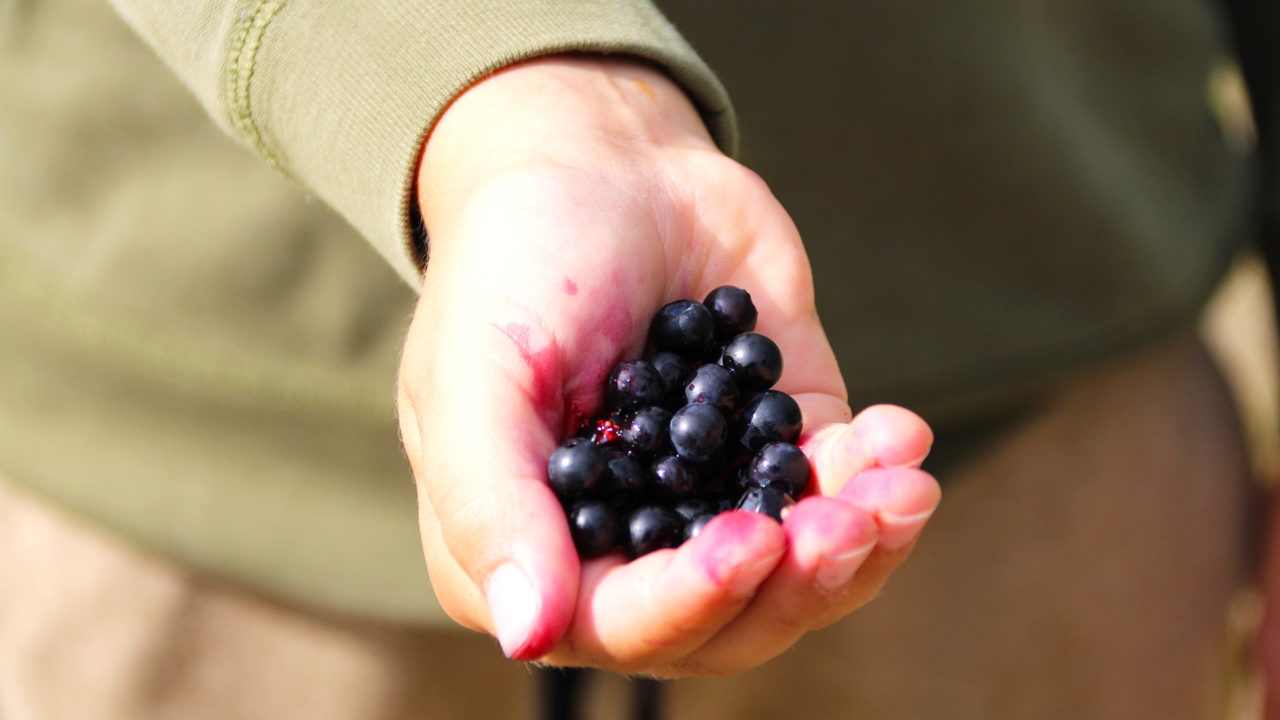 Hand som håller i nyplockade blåbär.