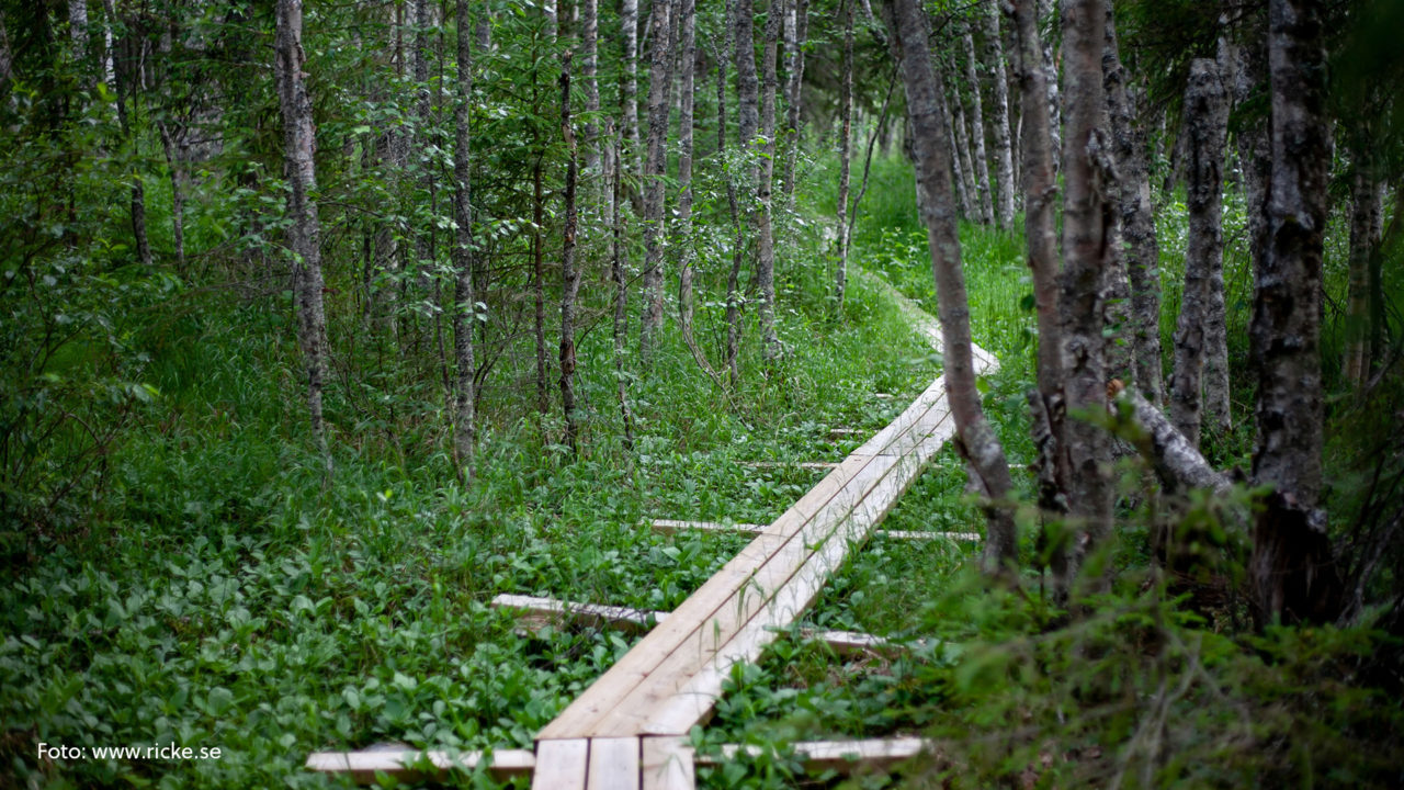 Spänger i skogen som bildar en stig (vandringsled).