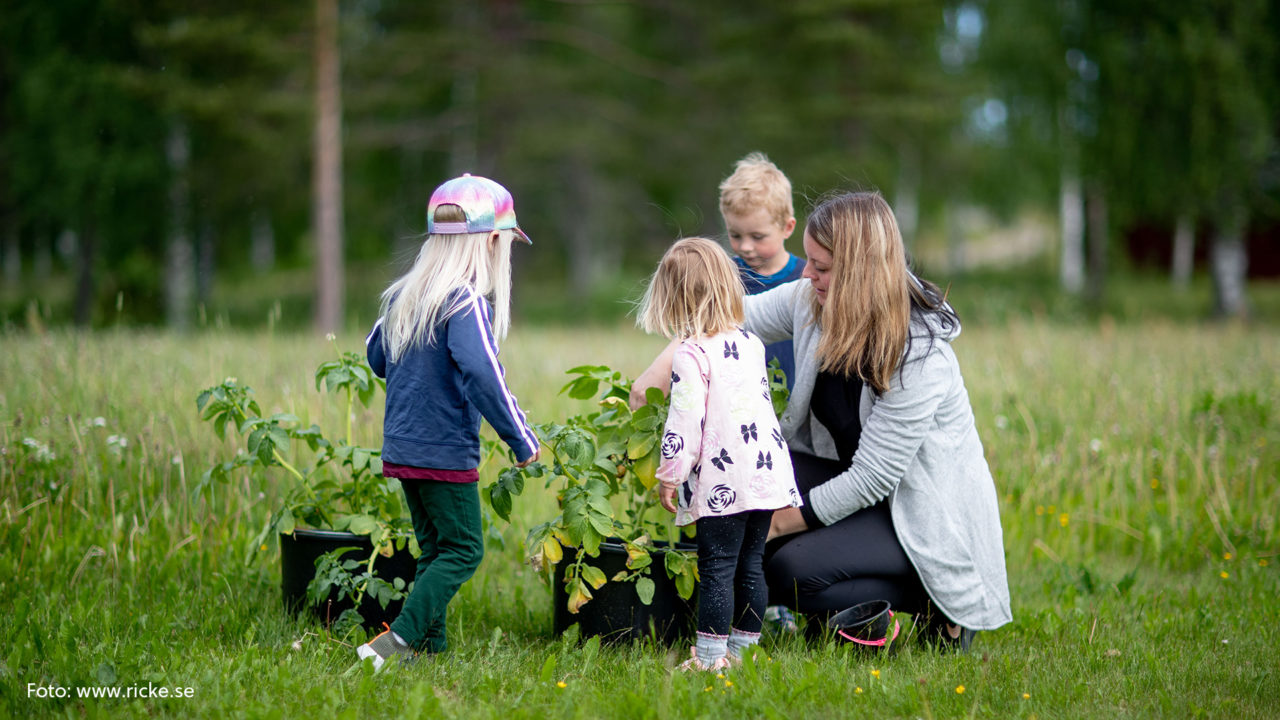 Kvinna och tre barn runt en hink där de odlat potatis. Sommarbild.