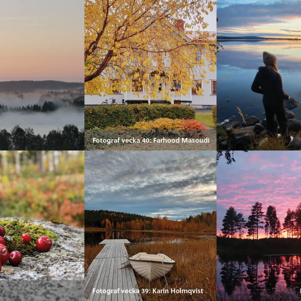 Collage med höstbilder