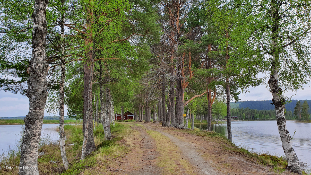 Skogsväg med vatten på båda sidor. Sommarbild.