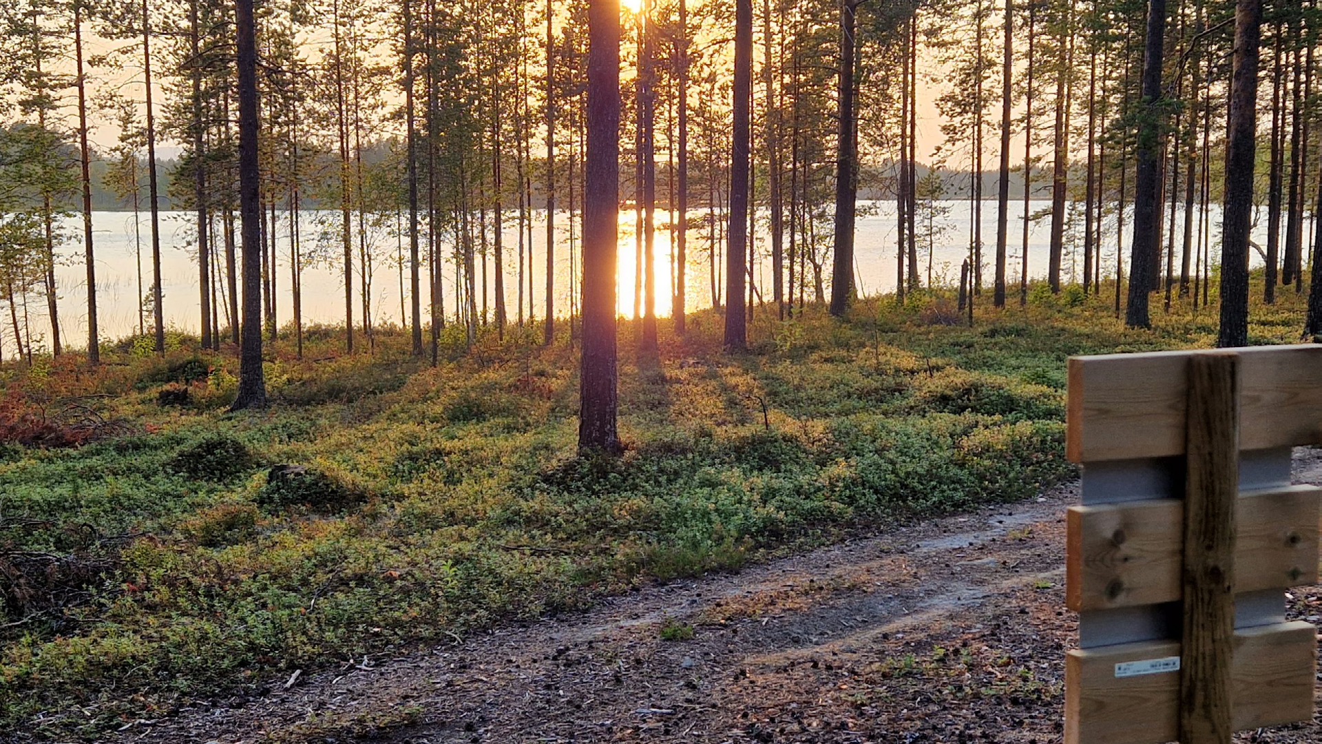 Solnedgång bakom tallar, i förgrunden en skogsväg.