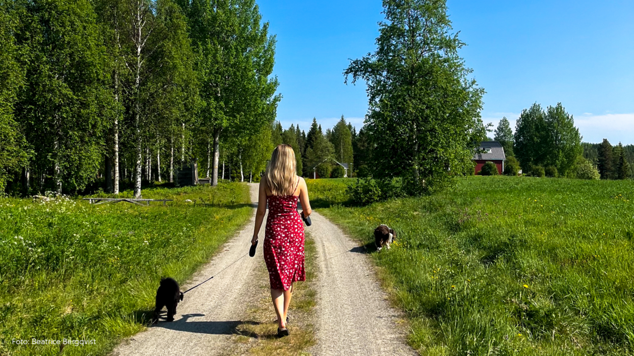 Kvinna och hundar på sommarpromenad.