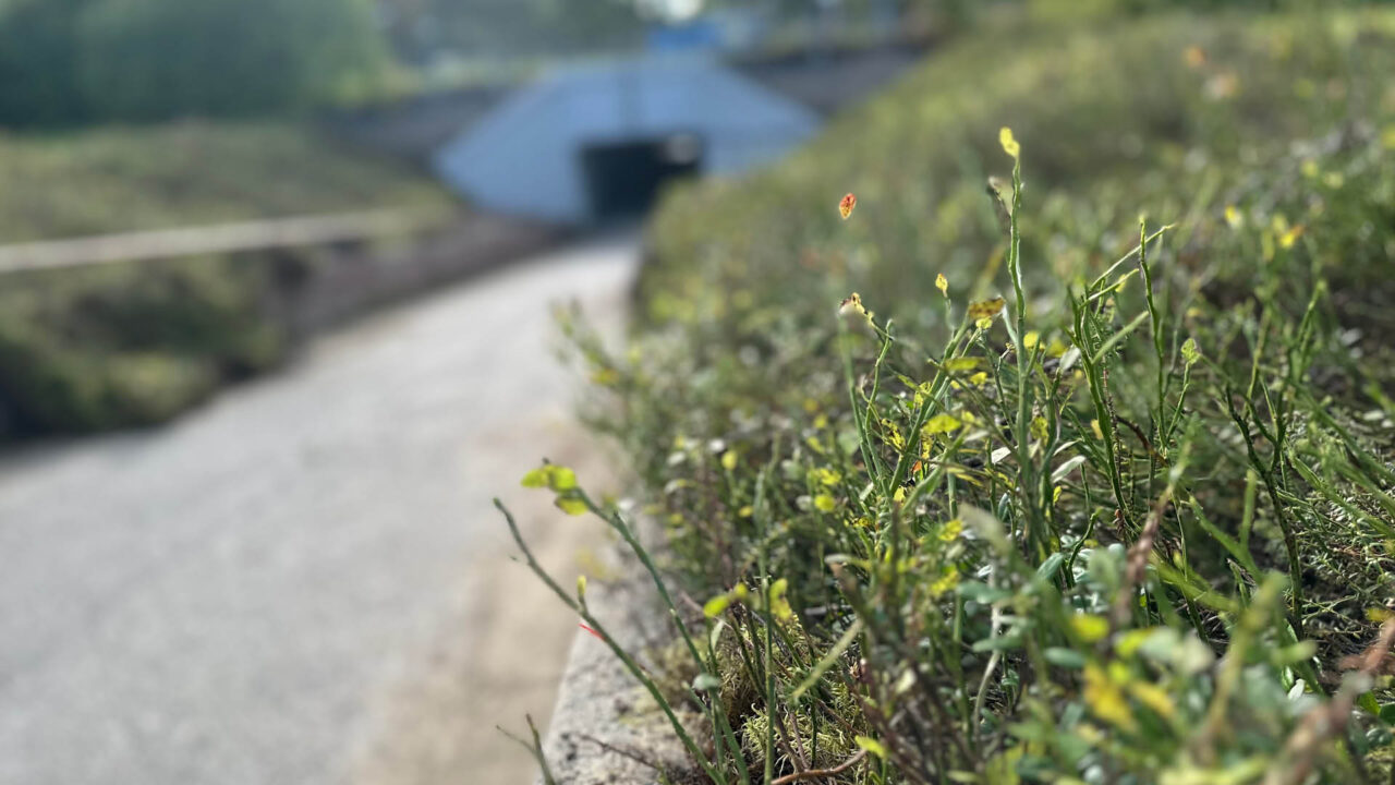 Skogsmatta utanför gångtunneln i Bastuträsk.