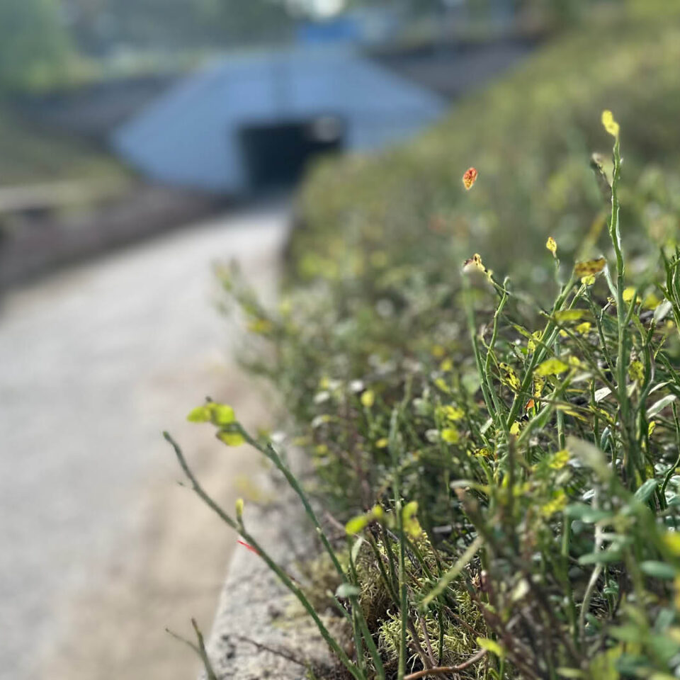 Skogsmatta utanför gångtunneln i Bastuträsk.